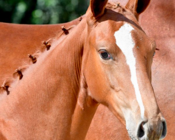 horse Quista vd Berghoeve (Belgian Warmblood, 2016, from Emerald van 't Ruytershof)