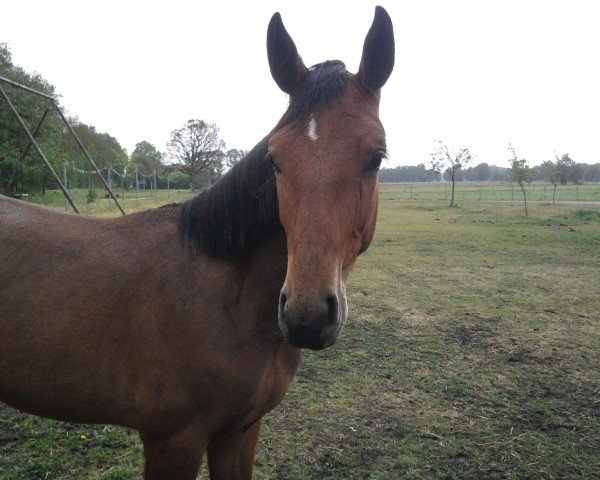 Pferd Sienna (Oldenburger, 2010, von Sieger Hit)