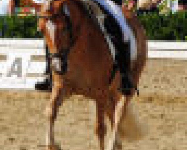jumper Naiva (Haflinger, 2002, from Natif)