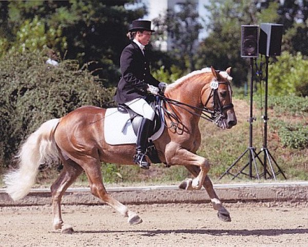 stallion Wild Passion (Haflinger, 1998, from Windspiel)