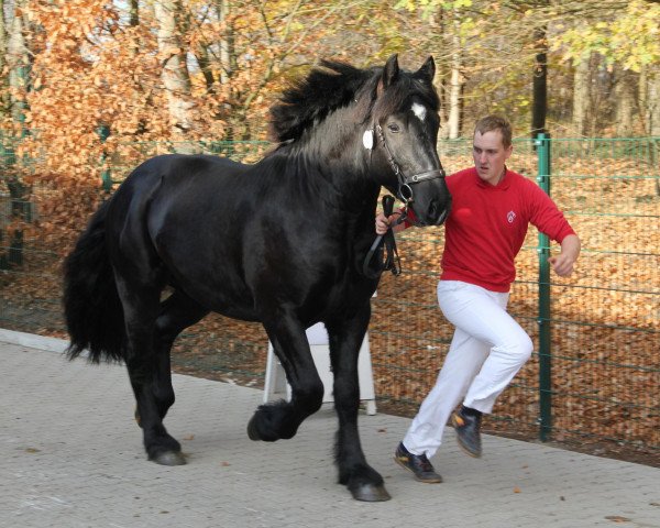 Pferd Hengst von Fulminant / Uwe (Rheinisch-Deutsches Kaltblut, 2009, von Fulminant)