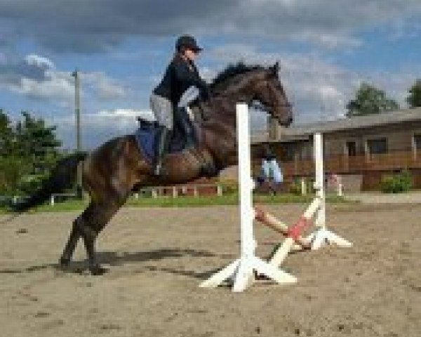 horse Franz Ferdinand J.D. (Westphalian, 2007, from Fleurop)