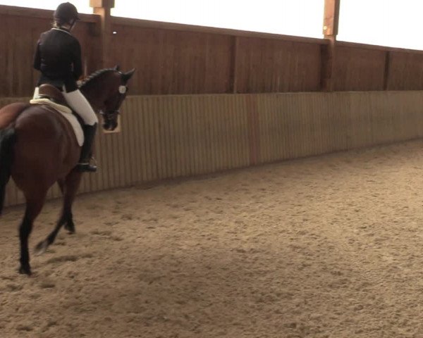 Reitturnier Bad Schmiedeberg 2022