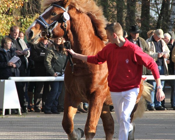 Pferd Hengst von Hartmut (Rheinisch-Deutsches Kaltblut, 2009, von Hartmut)