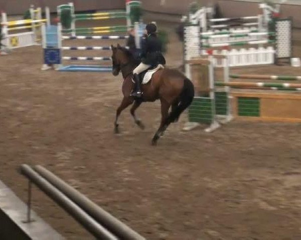 horse Lemoncelli (Hanoverian, 1998, from Legat)