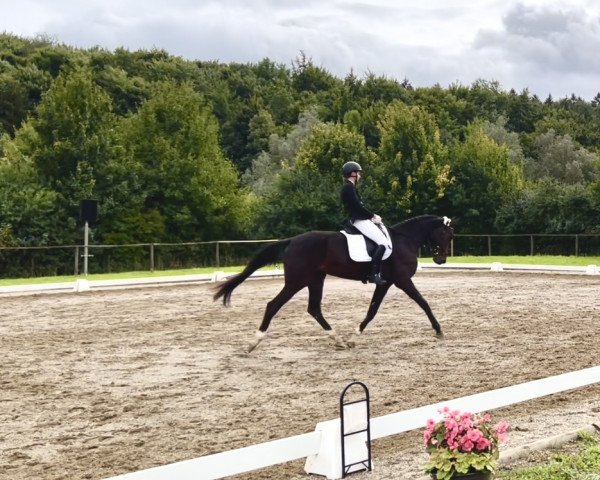 dressage horse Schneewitchen S. (German Sport Horse, 2018, from Sir Fantastic)