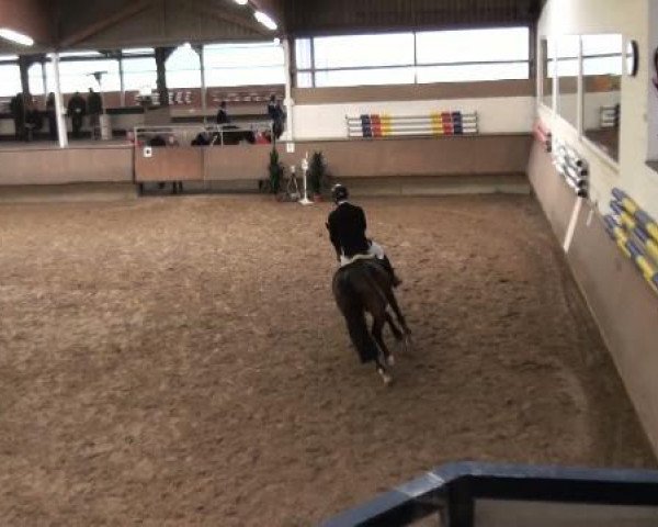 jumper Grancino 15 (Hanoverian, 2007, from Graf Top)