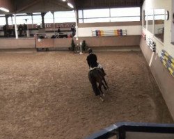 jumper Grancino 15 (Hanoverian, 2007, from Graf Top)