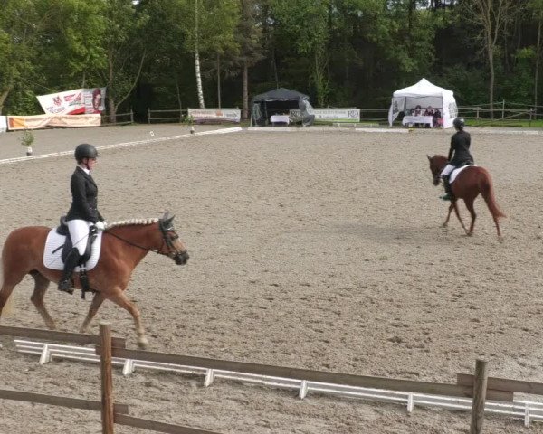 Reitturnier Ditzingen 2022