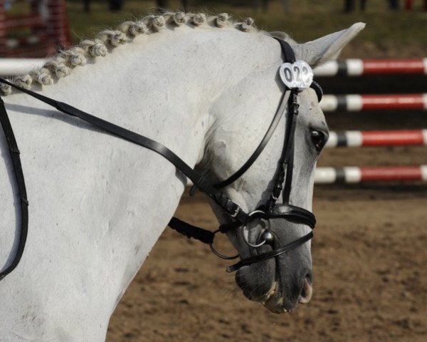 broodmare Cervanta (Hessian Warmblood, 2001, from Cervantes)