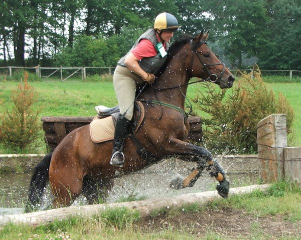 Zuchtstute Rapunzel 123 (Deutsches Reitpferd, 2000, von Donaumonarch)