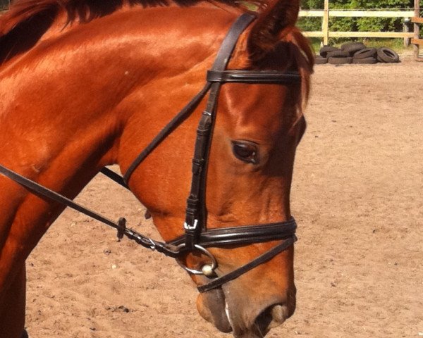 horse Leutnant (Trakehner, 2007, from Harlem Go)
