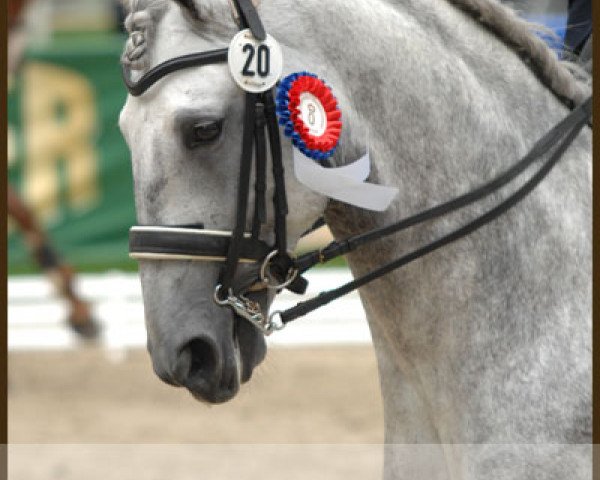 Deckhengst Albaisim (Lusitano, 2005, von Raja) Deckhengst Albaisim (Lusitano, 2005, von Raja)