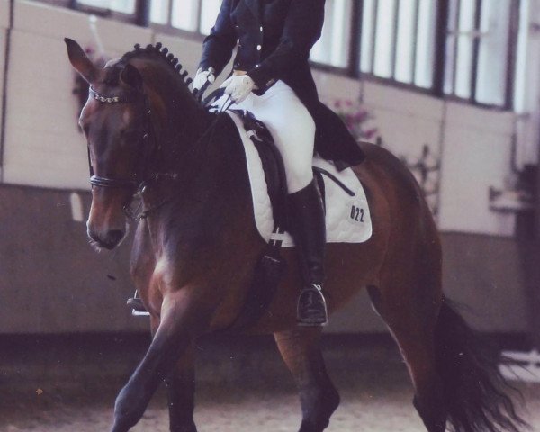 broodmare Ambra 56 (Oldenburg, 1995, from Azett) broodmare Ambra 56 (Oldenburg, 1995, from Azett)