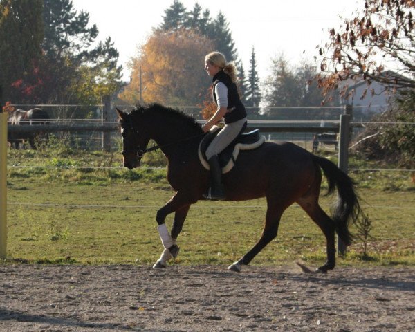 horse Antoinette (Bavarian, 2005, from Carlando I)