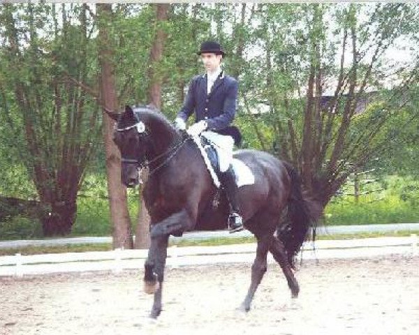 horse Fürst Igor 4 (Sachse, 2002, from Fürst Heinrich)