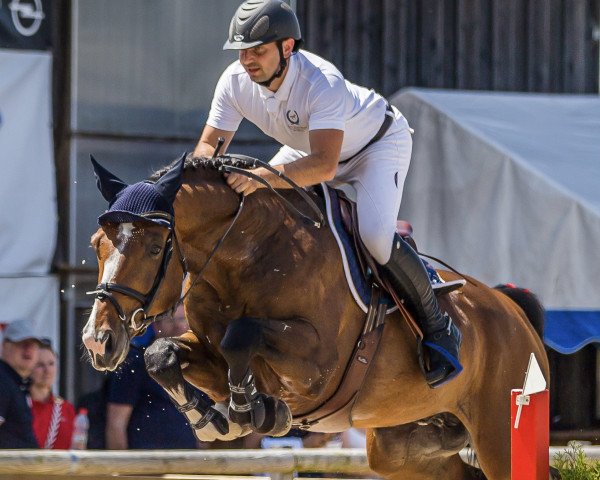 Springpferd Skyzul (Slowakisches Warmblut, 2016, von Consulent Z)