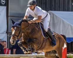 Springpferd Skyzul (Slowakisches Warmblut, 2016, von Consulent Z)