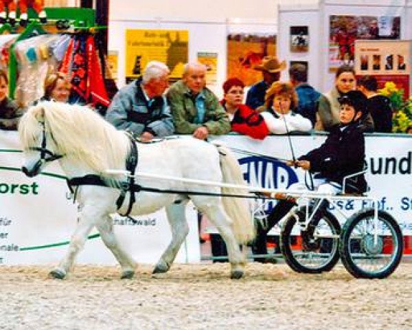 stallion Sunday (Shetland Pony, 1990, from Sun King of Marshwood A 190) stallion Sunday (Shetland Pony, 1990, from Sun King of Marshwood A 190)