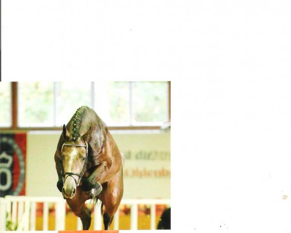 horse Caruso (Oldenburg, 2008, from Calico 8)