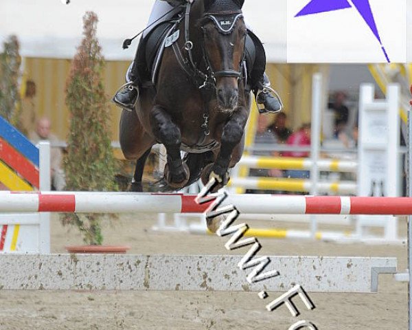 Springpferd Czejenter (Polnisches Warmblut, 2003, von Sir Neel)