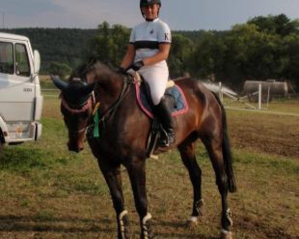 broodmare Estelle 43 (Hanoverian, 2000, from Escudo II)