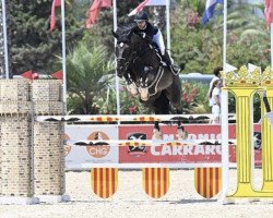 jumper Diamond 2000 Z (Zangersheide riding horse, 2009, from Diamant de Semilly)