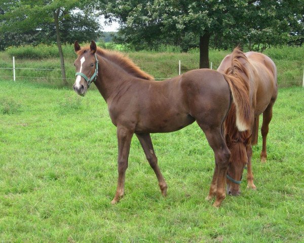 broodmare Queena LH (Oldenburg show jumper, 2011, from Last Mans Hope)
