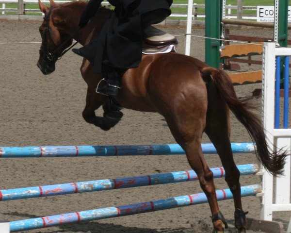 horse Cayenne P. (Holsteiner, 1992, from Calypso I)