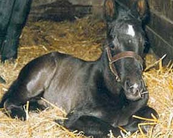 horse Goethe (Sachs-door. Heavy Warmbl., 2003, from Gero)