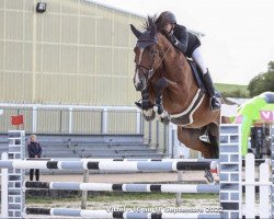 jumper James Gravelotte (Belgium Sporthorse, 2015, from Inshallah de Muze)