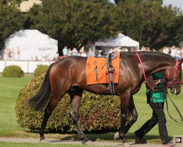 stallion Albaicin xx (Thoroughbred, 2014, from Sorbie Tower xx)