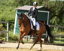 Dressurpferd Sammy Deluxe (New-Forest-Pony, 2007, von Sir Durk)