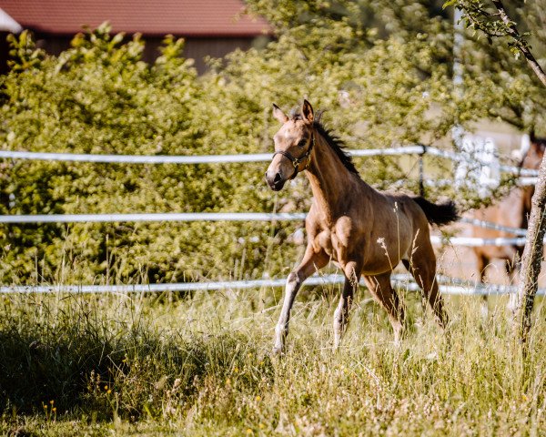 horse Deine Maid Deluxe R (German Riding Pony, 2022, from Damaszener K WE)