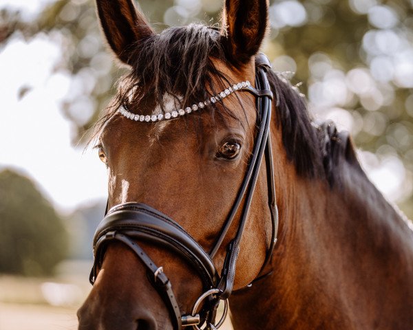 broodmare Delta Queen 15 (German Riding Pony, 2013, from Dreidimensional AT NRW)