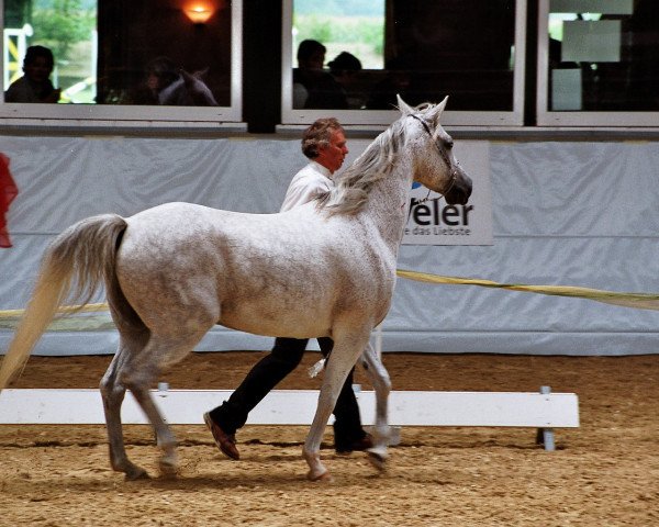 horse Erlando (Arabian purebred, 1997, from Camerton 1973 ox)