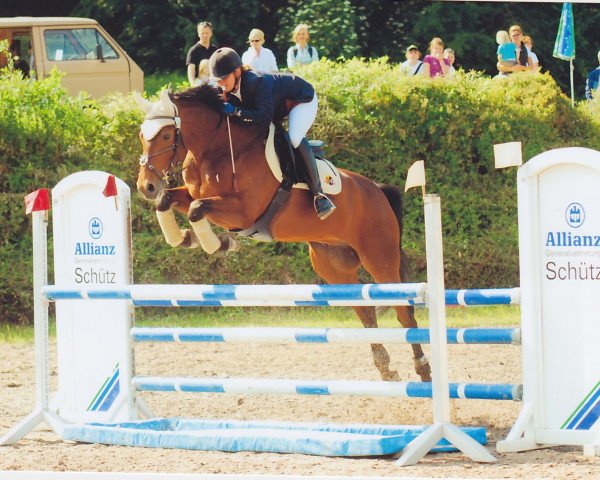 jumper Sir Chocolate 3 (Hanoverian, 2000, from Cadiz)