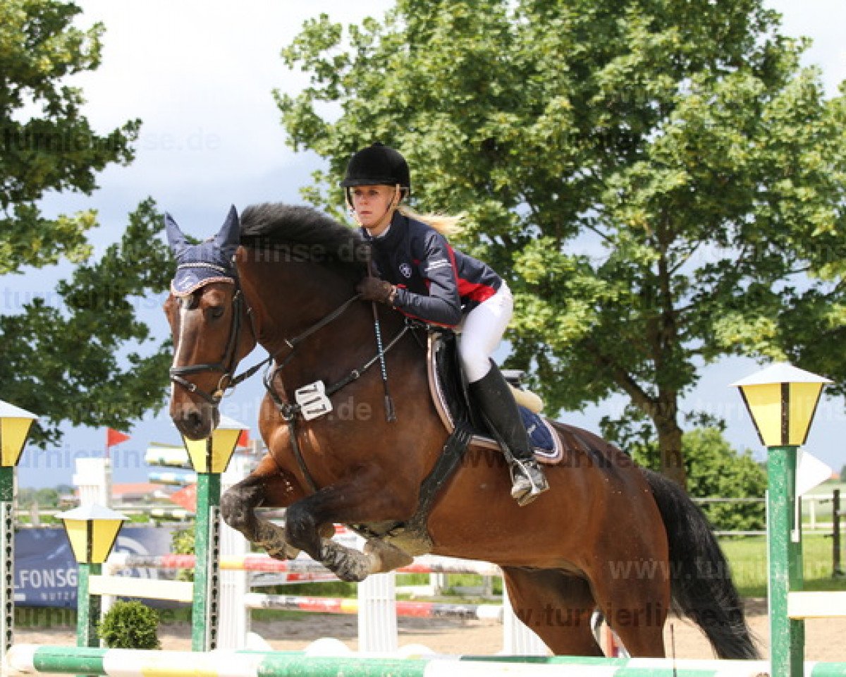 jumper Cooper 67 (Holsteiner, 2003, from Coriolan)