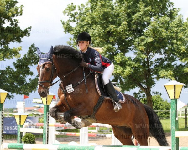 jumper Cooper 67 (Holsteiner, 2003, from Coriolan)