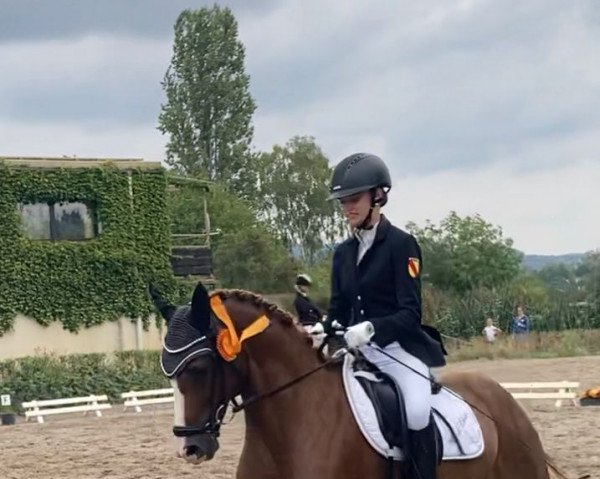 dressage horse Mc de Luxe (German Riding Pony, 2012, from Steendieks Mc Laren)