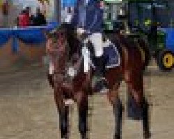 stallion For Kids Only (Hanoverian, 1999, from For Pleasure)