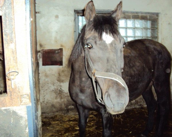 broodmare Elegante.VII (Holsteiner, 1990, from Mentor)