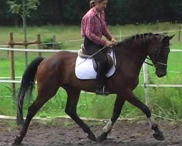 jumper Idriss (Hanoverian, 2007, from Iberio)