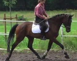 jumper Idriss (Hanoverian, 2007, from Iberio)