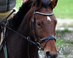 Zuchtstute Daisy Daylight (Trakehner, 2006, von Starway)