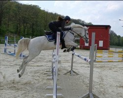 jumper Highgrove Pippa (Irish Sport Horse, 2007)