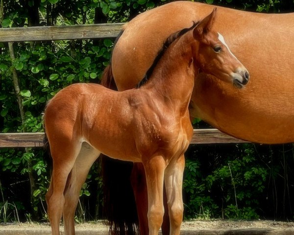 horse Neverland's Divine S (German Riding Pony, 2022, from Neverland WE)