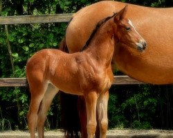 horse Neverland's Divine S (German Riding Pony, 2022, from Neverland WE)