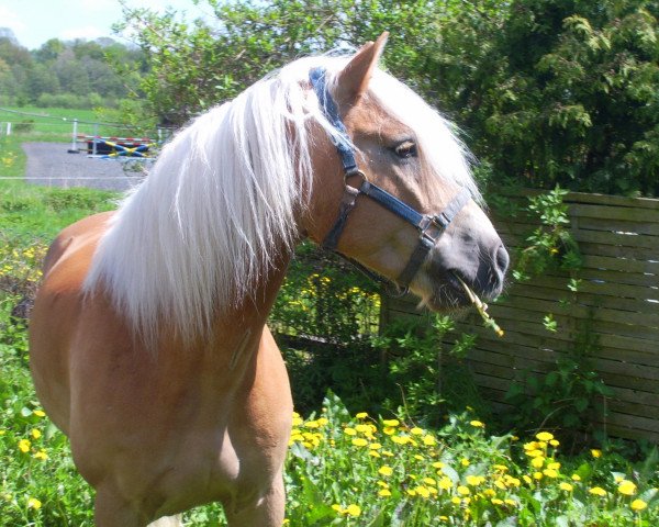 jumper Abba 47 (Haflinger, 1998, from Alpenstern) jumper Abba 47 (Haflinger, 1998, from Alpenstern)