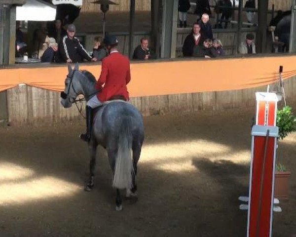 jumper Zafira 21 (KWPN (Royal Dutch Sporthorse), 2004, from Odermus R)